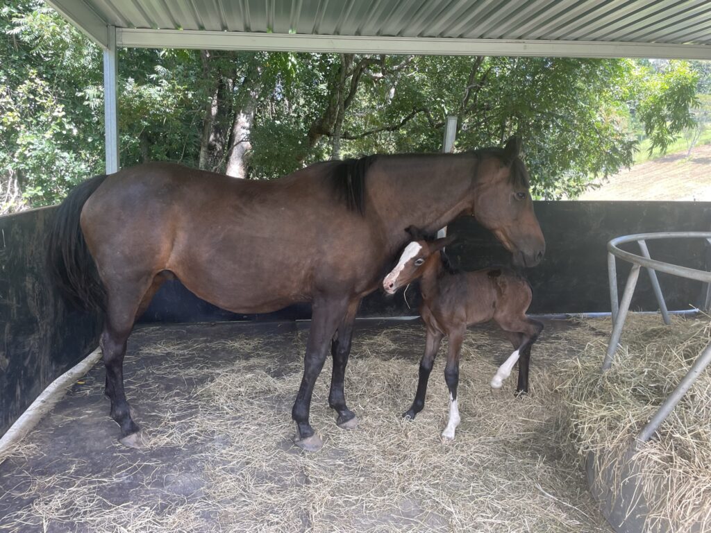 James’ Equestrian Team